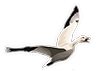 Arctic Goose Logo